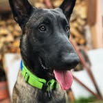 Calvin Chillinois - @calvinthebelgianshepherd - Instagram