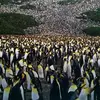 calvinsing - @calvinsing - TikTok
