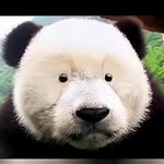 GafmenHS COC - @calvin_singh.10 - Instagram