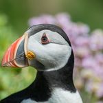 Calvin Slater - @ruftufpuffin - Instagram