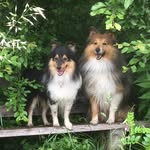 Calvin & Speedy Shelties - @calvin.speedy.shelties - Instagram