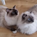 Stuart & Calvin 🐾💕 - @ragdoll_stuartcalvin - Instagram