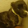 Calvin Sullivan - @calvin.sullivan69 - TikTok