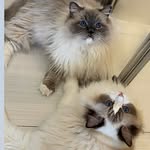┈━═ 🐾 Calvin and Hugo🐾═━┈ - @sweet__calvin_hugo - Instagram