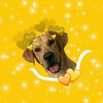 🐶💛 Sweetie Calvin 💛🐶 - @sweetiecalvin.funpage - Instagram