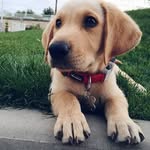 Sweetie calvin - @fanpage_sweetie_calvin - Instagram