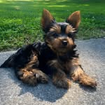 Callie (Mommy: Kerry Rooney) - @calvin.teacupyorkie - Instagram