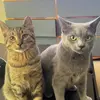 Calvin and Tiger - @the_buzzo_brothers - TikTok
