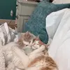 calvin and tiger🐈 - @calvinandtigertok - TikTok