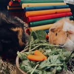 🥬🫑Calvin & Toby 🥒🥦 - @calvinandtoby - Instagram