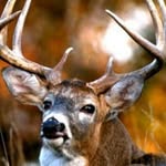 Calvin Townsend - @calvin.townsend.5264 - Instagram