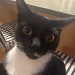 Calvin Trudeau - @starvinginfant9 - Instagram