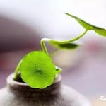 Calvin Tsang - @tsang3605 - Instagram