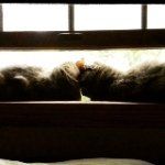 🐈Calvin And Tyler🐈 - @calvin_tyler_the_cats - Instagram