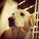 Calvin Voß - @calvinvosss - Instagram