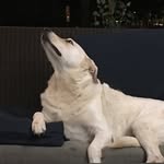 Calvin Walters - @calvthetalkingpup - Instagram