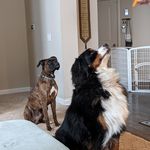 Calvin and Wesley - @calvin.wesley.puppers - Instagram