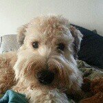 Calvin - @calvinthewheaten - Instagram
