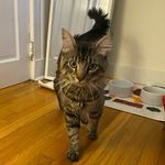 Calvin Winston Wheat - @calvin.w.the.cat - Instagram