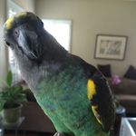 Calvin Wiggins - @calvintheparrot - Instagram