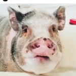 Calvin Swine 🐷 - @calvin.swine - Instagram