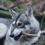 Calvin - @calvin.wolfdog - Instagram