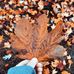 Cameron Hammond - Facebook