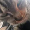 cam99 - @cam.harper9 - TikTok