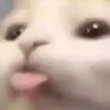 Cameron - @camjames09 - TikTok