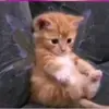 Cam - @camlausian - TikTok