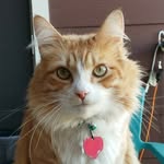 Cam Middleton, DO - @gatosandburritos - Instagram
