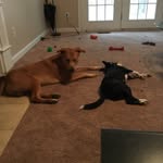 Jodie And Cam Middleton - @pawsnoutlaws - Instagram
