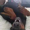 cammielesnettpasc - @cammielesnettpasc - TikTok