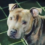 cam murray - @camboi667 - Instagram