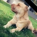 Cam Newman - @cam36800 - Instagram