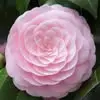 Camelia Reyes - @camelia.reyes6 - TikTok
