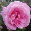 Camelia Reyes - @camelia.reyes0 - TikTok