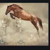 Cameron Atwell43 - @horseygirls27 - TikTok