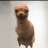 Camerongauger ʕ •ᴥ•ʔ - @kingbobedits_ - TikTok