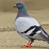 Pigeon - @cameronaviles0 - TikTok