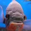 Cameron b - @cameron.barbour - TikTok
