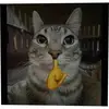 Not a cat - @cameronbaxter66 - TikTok