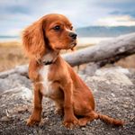 Cameron Belcher - @funny_pets_group - Instagram