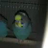 Cameron - @cameron_the_bird - TikTok