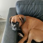 @bowser_cameron - Instagram
