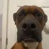 Cameron Boyer - @chef.boyerdee - TikTok