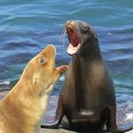 Cameron Browning - @cb_wildlife - Instagram