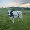 Cameron Burns - @cameronburns_05 - TikTok