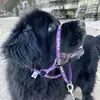 Hollythenewfie - @cameroncairns0 - TikTok
