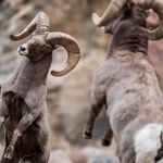 Cameron Carver - @wildlifedenver - Instagram